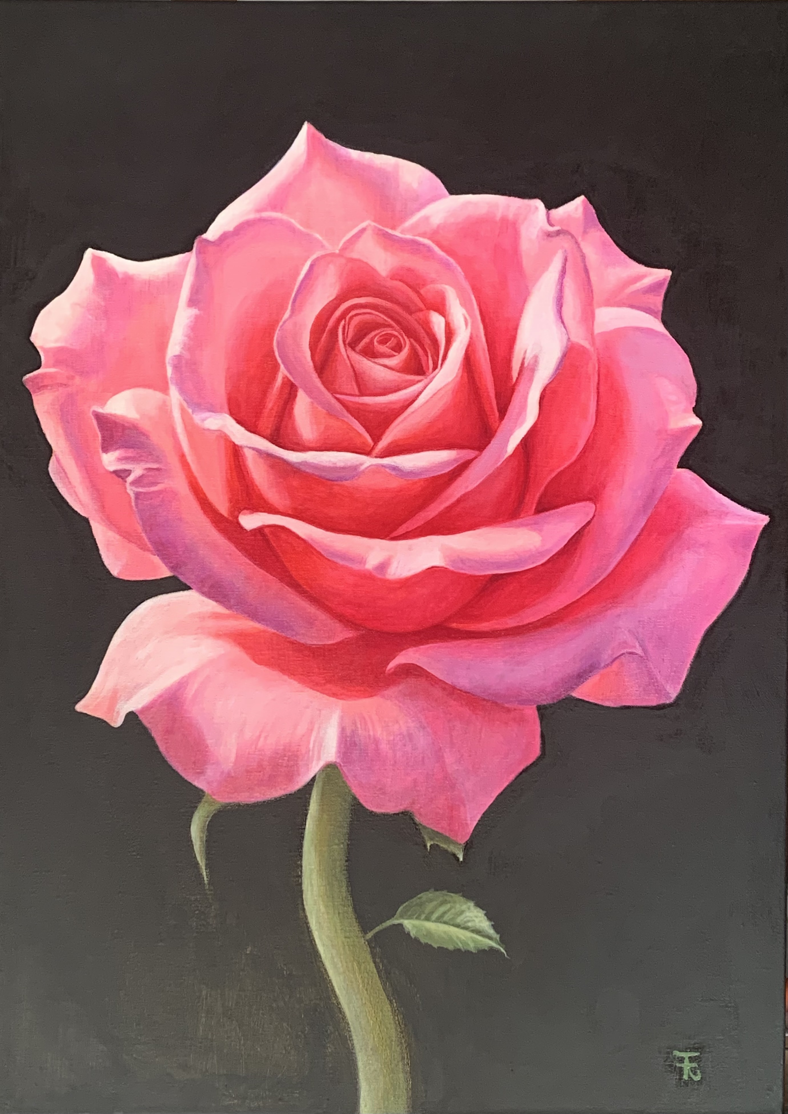 La beauté d’une rose
